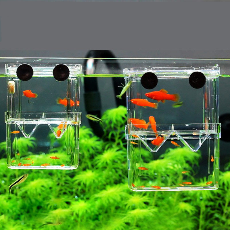 Peacock Fish Breeding Isolatio - Aquarium Fish Betta 评论和价格